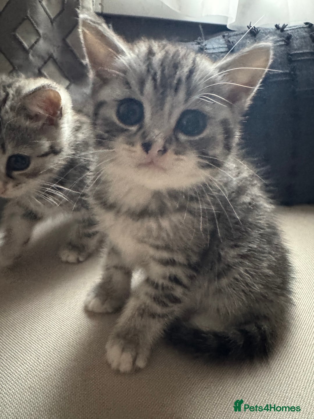 British Shorthair cats for sale: Beautiful lilac British shorthair X kittens - Image 14