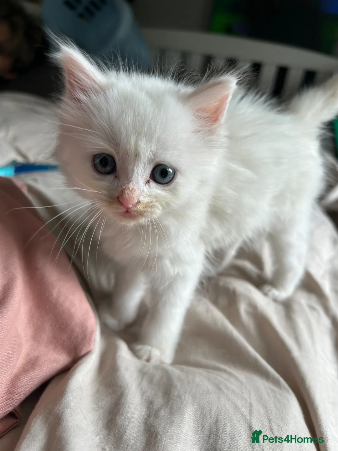 Ragdoll cats for sale: Beautiful cuddle Ragdoll girl kitten  in Canvey Island - Advert 2