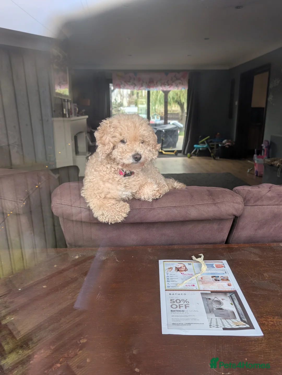 Poochon dogs for sale: Poochon – 4 Years Old – Affectionate Family Dog - Advert 1