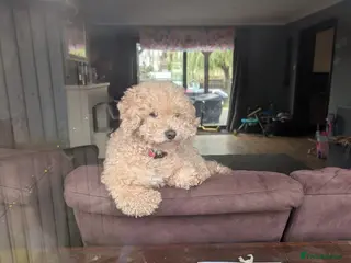 Poochon dogs Poochon – 4 Years Old – Affectionate Family Dog - Advert 1