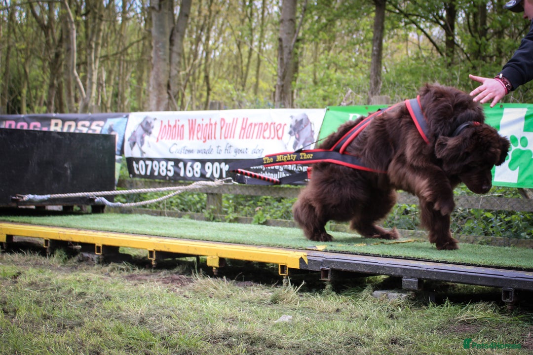 Newfoundland dogs for stud: KC Brown Newfoundland Stud - Advert 4