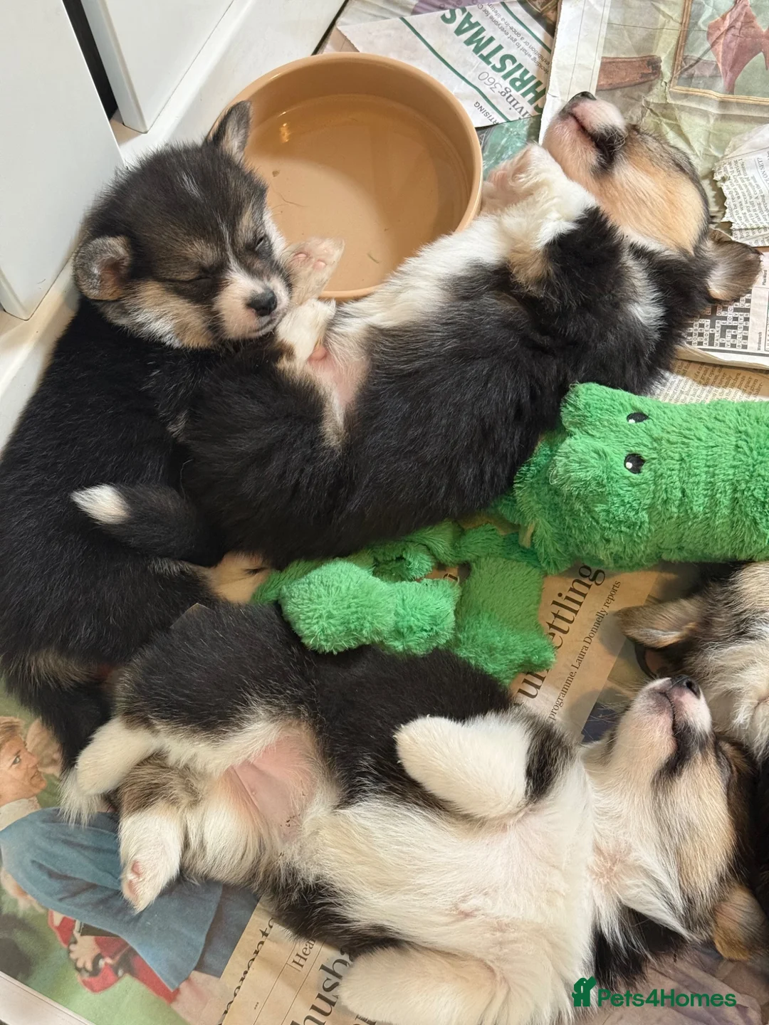 Welsh Corgi Pembroke dogs for sale: Champion sired girl looking for forever family - Advert 2