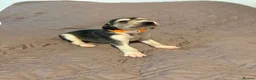 Saluki dogs for sale: Beautiful Saluki pups from champion lines - Advert 16