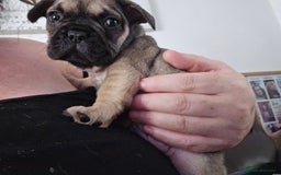 French Bulldog dogs for sale: French bull dog Puppies - Image 5