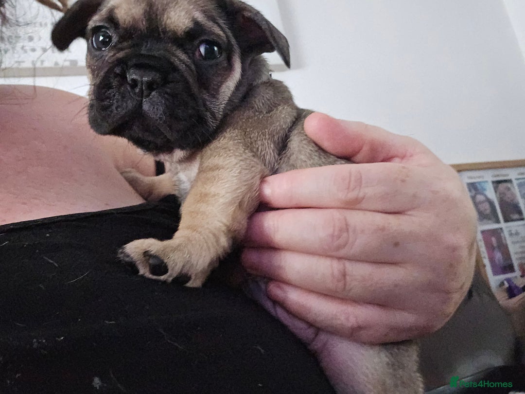 French Bulldog dogs for sale: French bull dog Puppies - Image 5