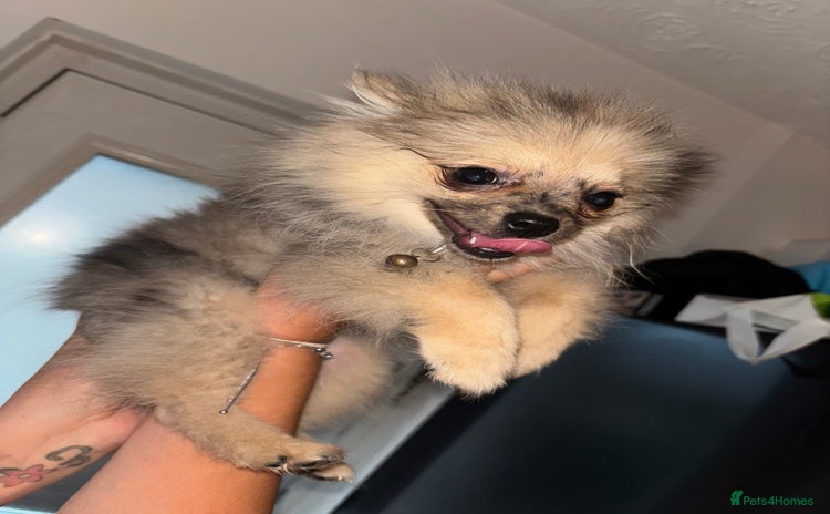 Pomeranian dogs - Advert 2