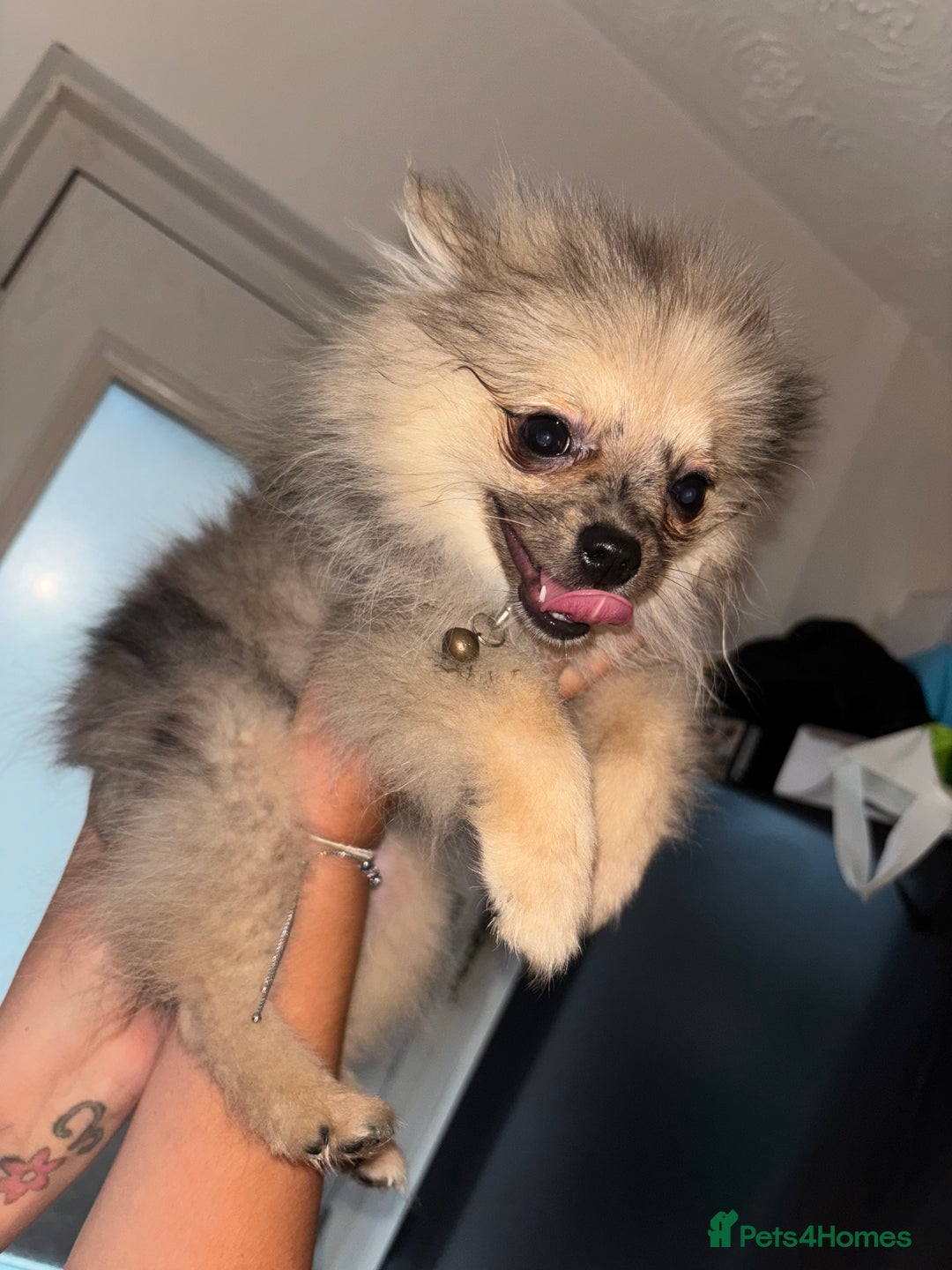 Pomeranian dogs for sale: Male Pomeranian 4 month - Image 1
