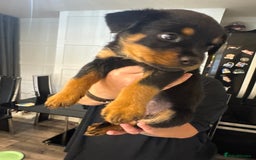 Rottweiler dogs for sale: Chunky Rottweiler puppy’s  - Image 3