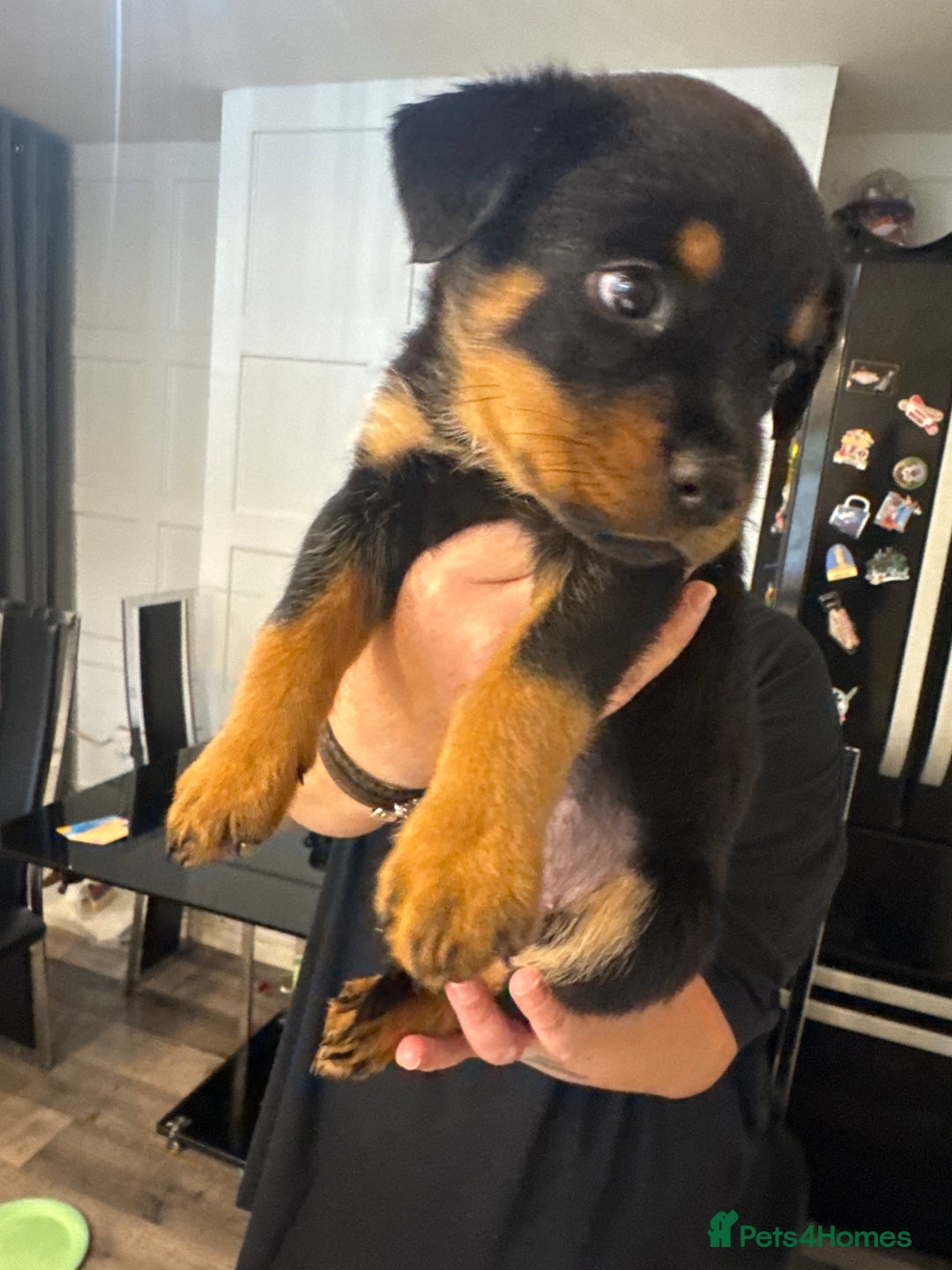 Rottweiler dogs for sale: Chunky Rottweiler puppy’s  - Image 3
