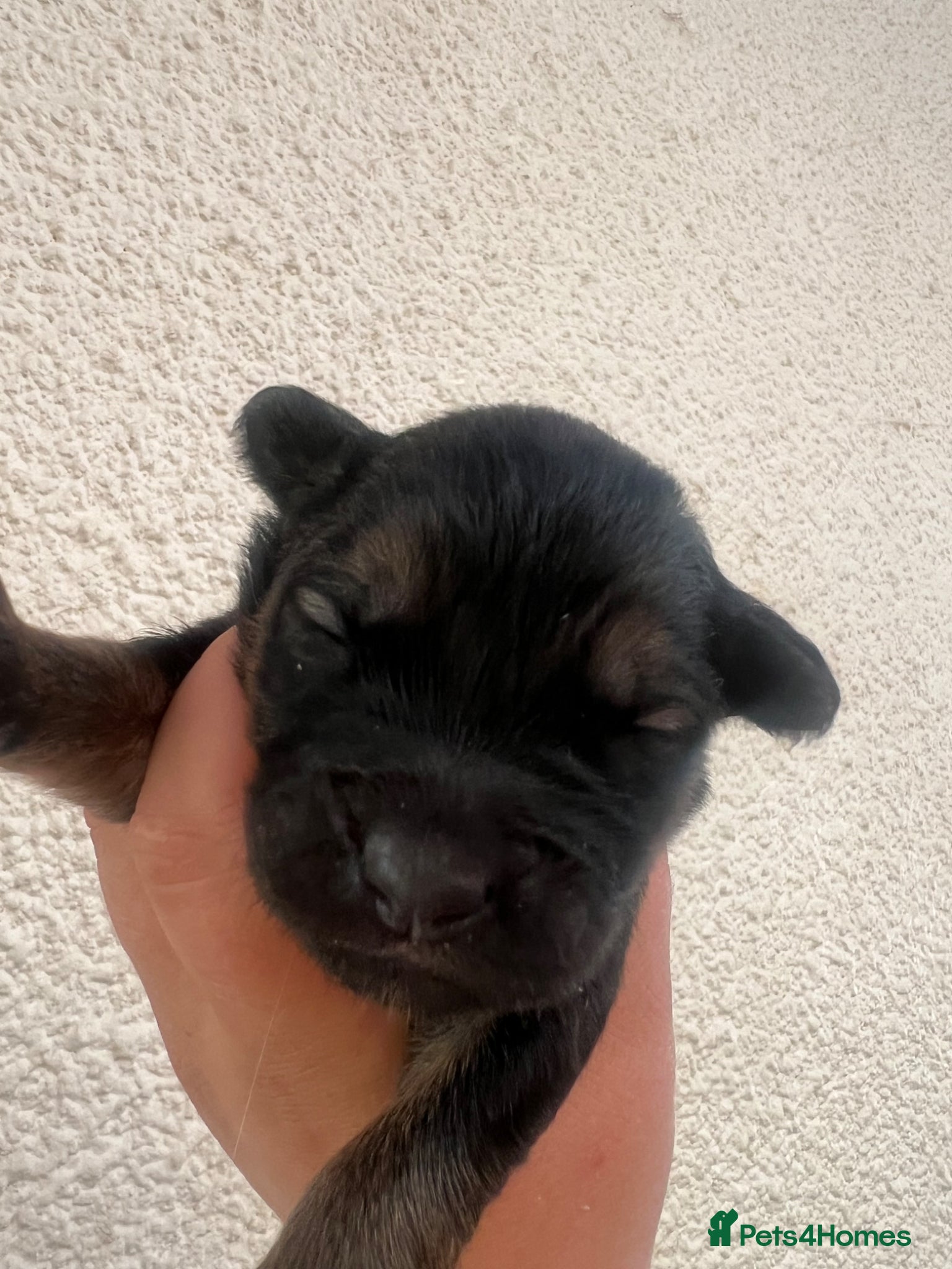 Mixed Breed dogs for sale: 7 beautiful Malkita x puppies with unique colours  - Advert 19