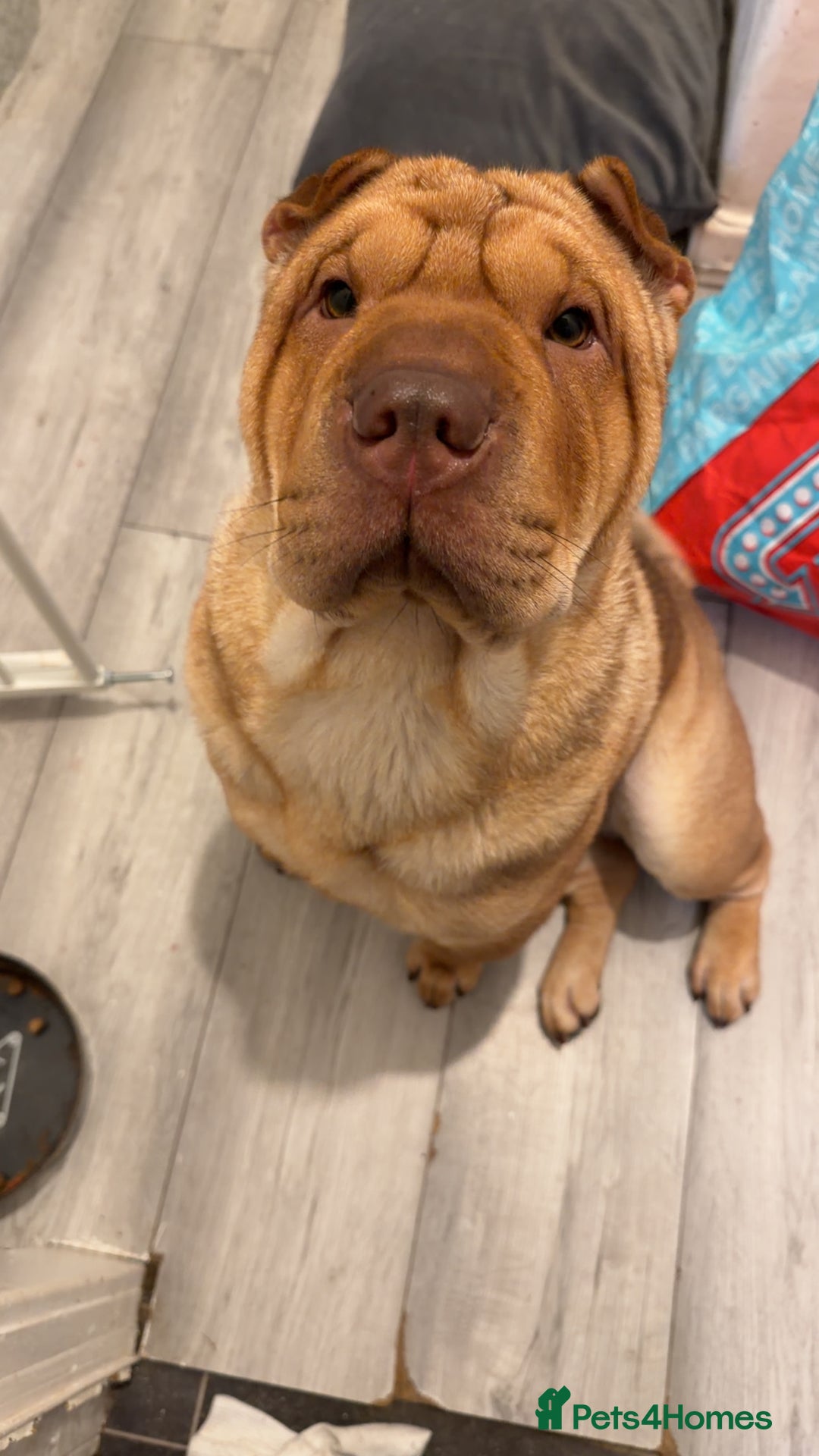 Mixed Breed dogs for sale: Chow pei  - Advert 2