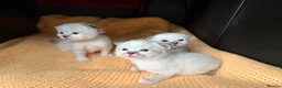 Birman cats for sale: Birman kittens - Advert 2