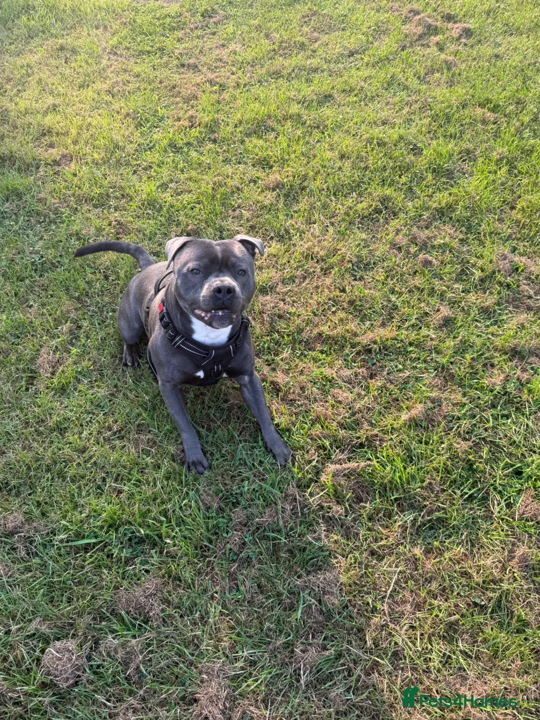 Staffordshire Bull Terrier dogs for sale: 1 year old staffy  - Advert 2