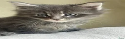Maine Coon cats for sale: Maine Coon boy  - Advert 17