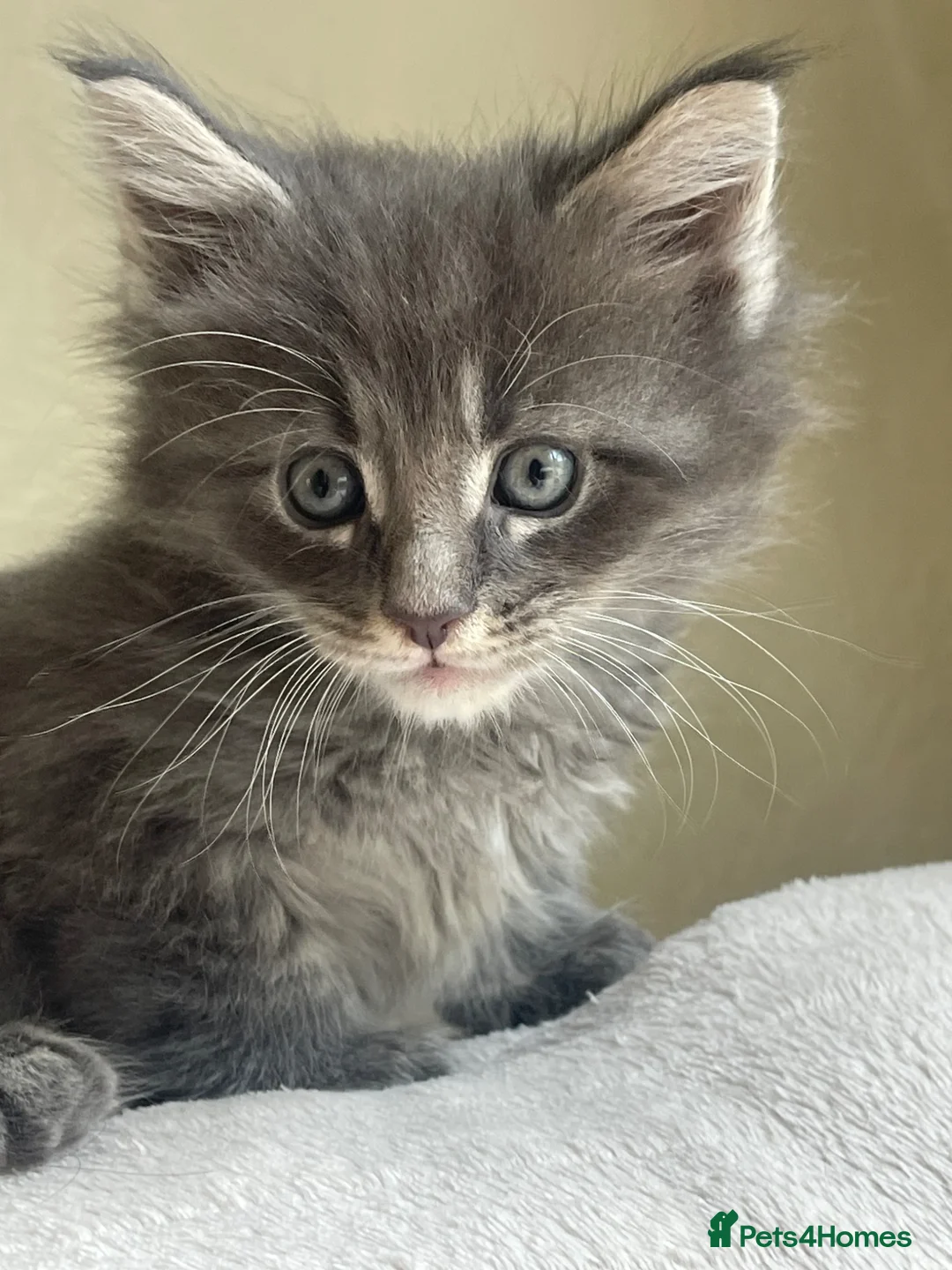 Maine Coon cats for sale: Maine Coon boy  - Advert 17