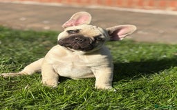 French Bulldog dogs for sale: Stunning French bulldog pups  - Image 2