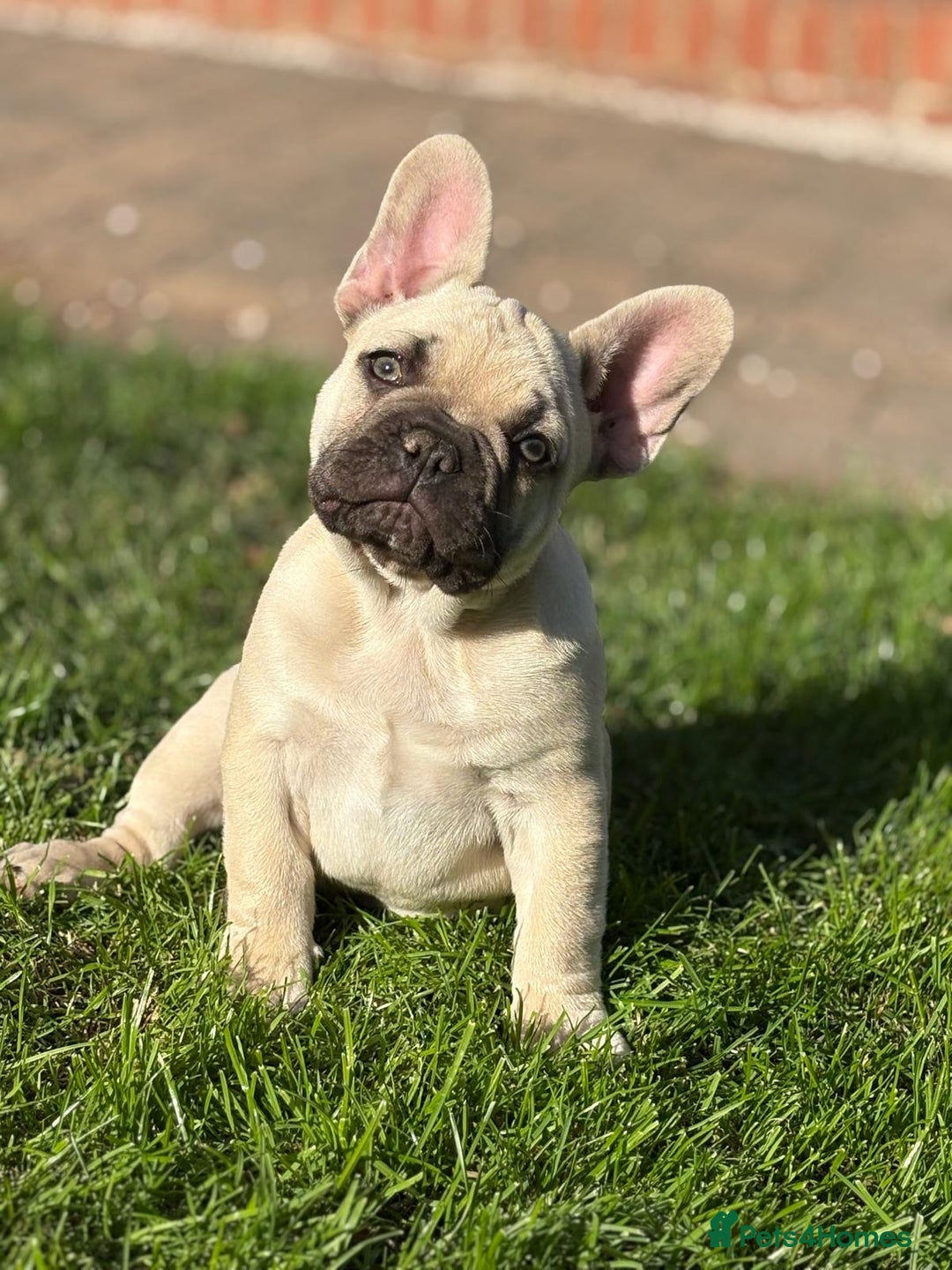 French Bulldog dogs for sale: Stunning French bulldog pups  - Image 2