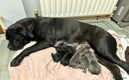 Mixed Breed dogs for sale: Four cane Corso and staff bullterrier mix.  - Image 23