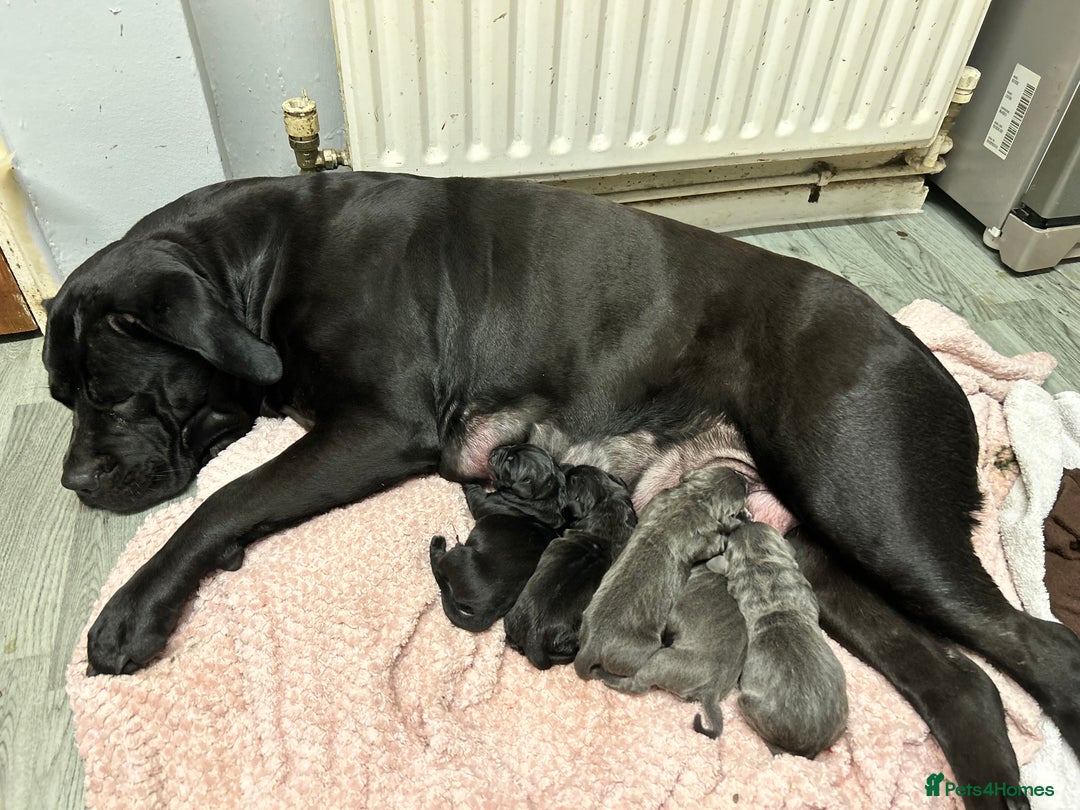 Mixed Breed dogs for sale: Four cane Corso and staff bullterrier mix.  - Image 23