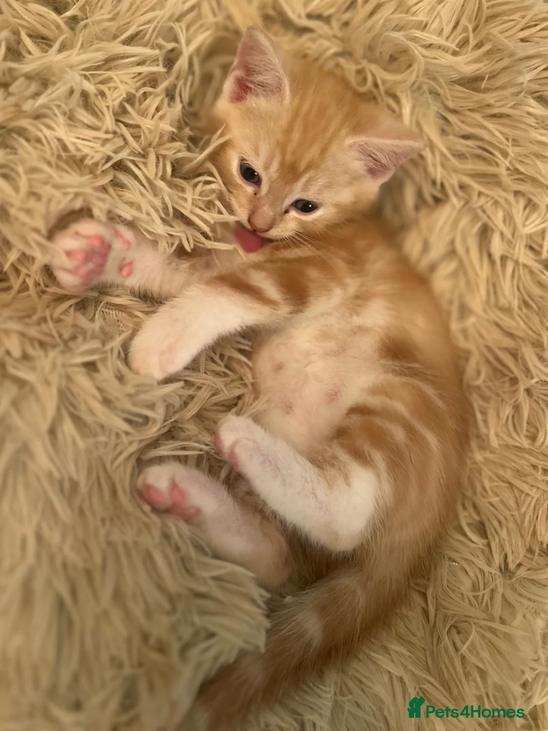 Mixed Breed cats for sale: Beautiful Ginger boy available for good home  - Advert 2