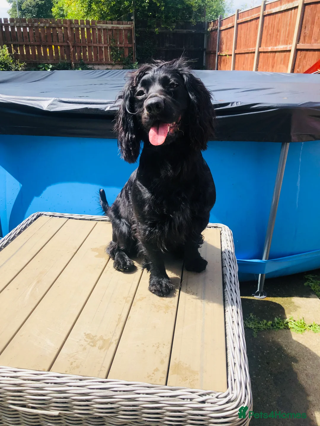 Cocker Spaniel dogs for sale: Cocker spaniel puppies 🐶  - Advert 3