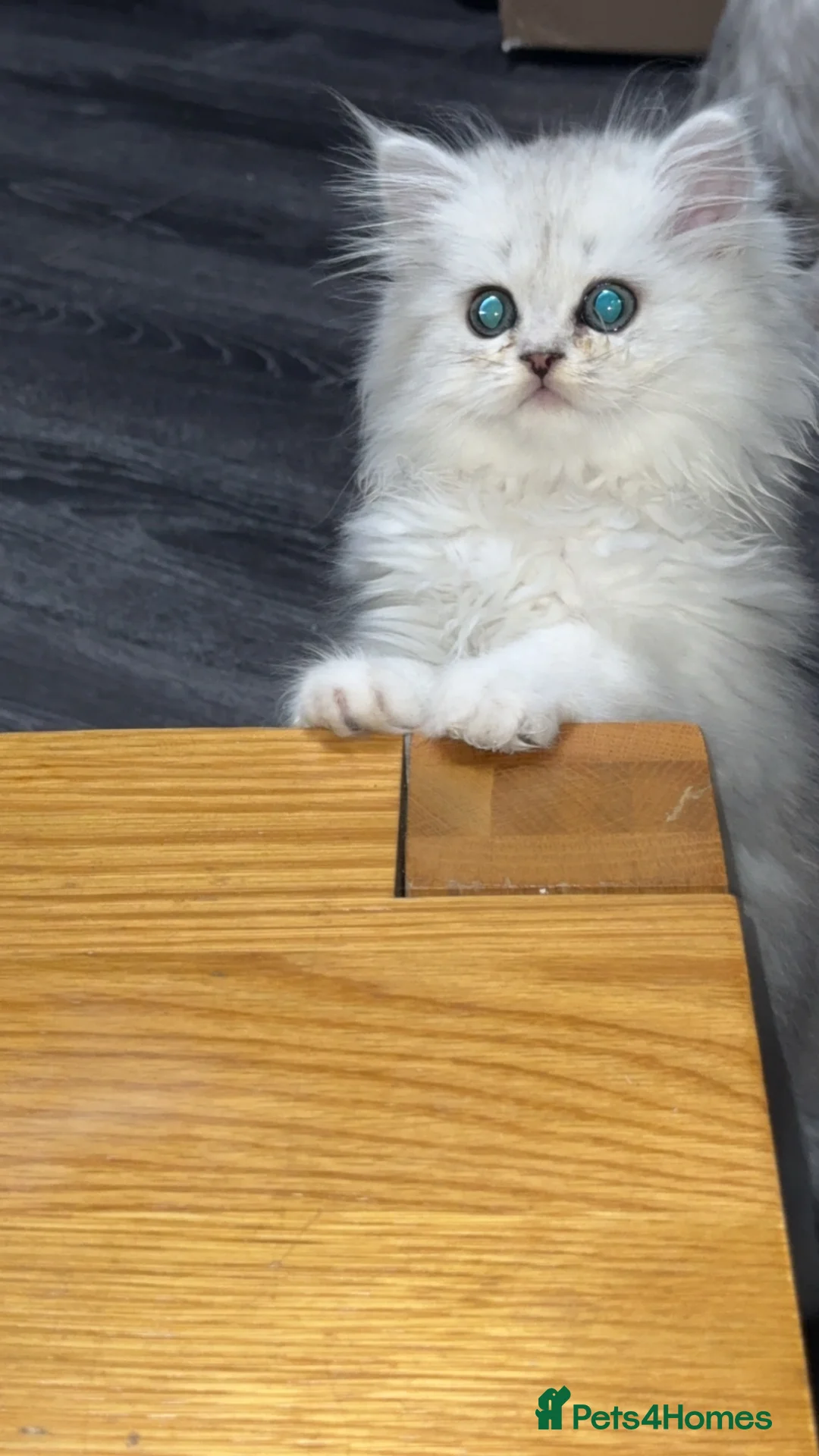Persian cats for sale: Persian chinchilla kittens  - Advert 2