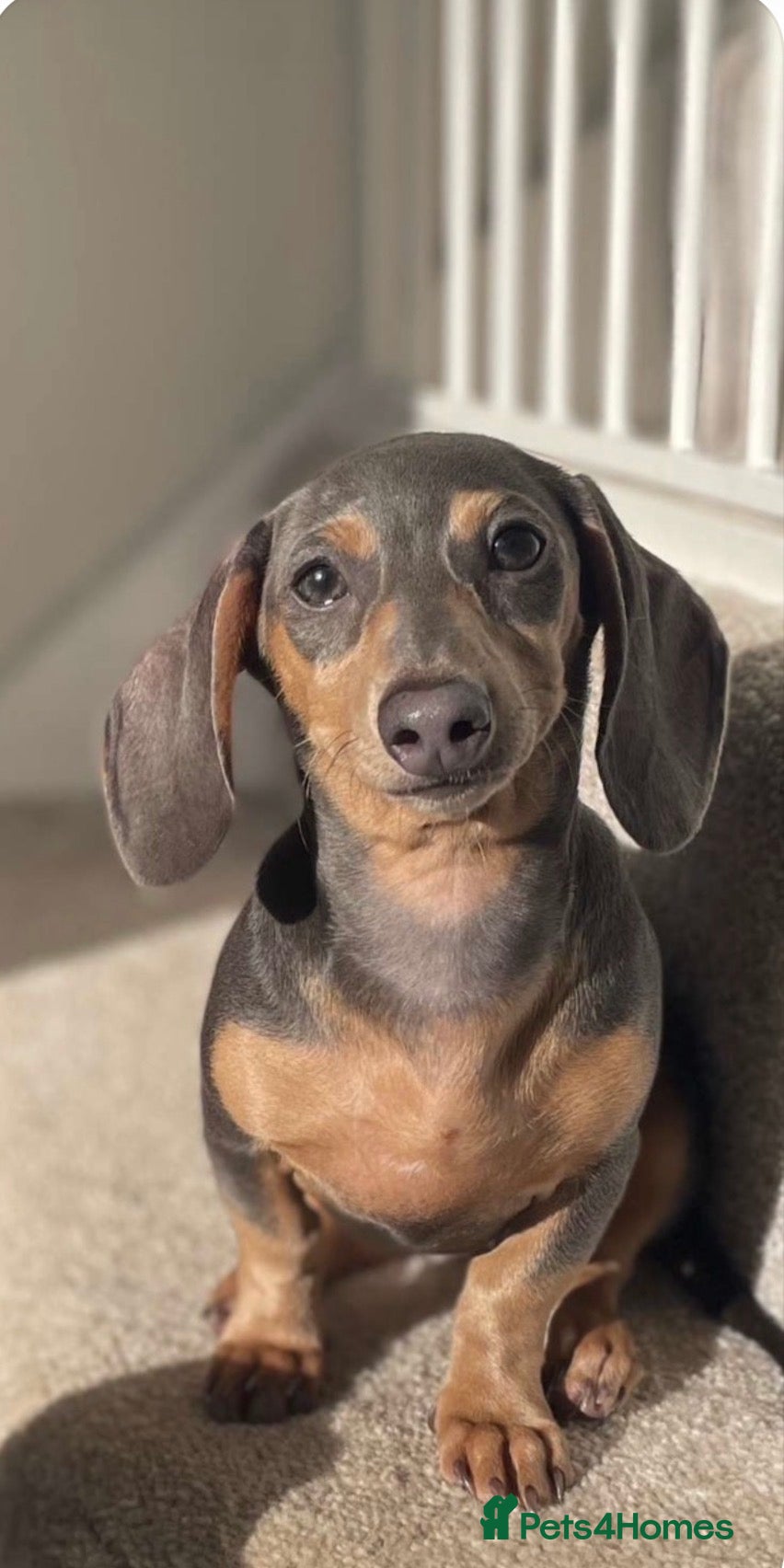 Miniature Dachshund dogs Miniature smooth haired dachshund - Advert 1