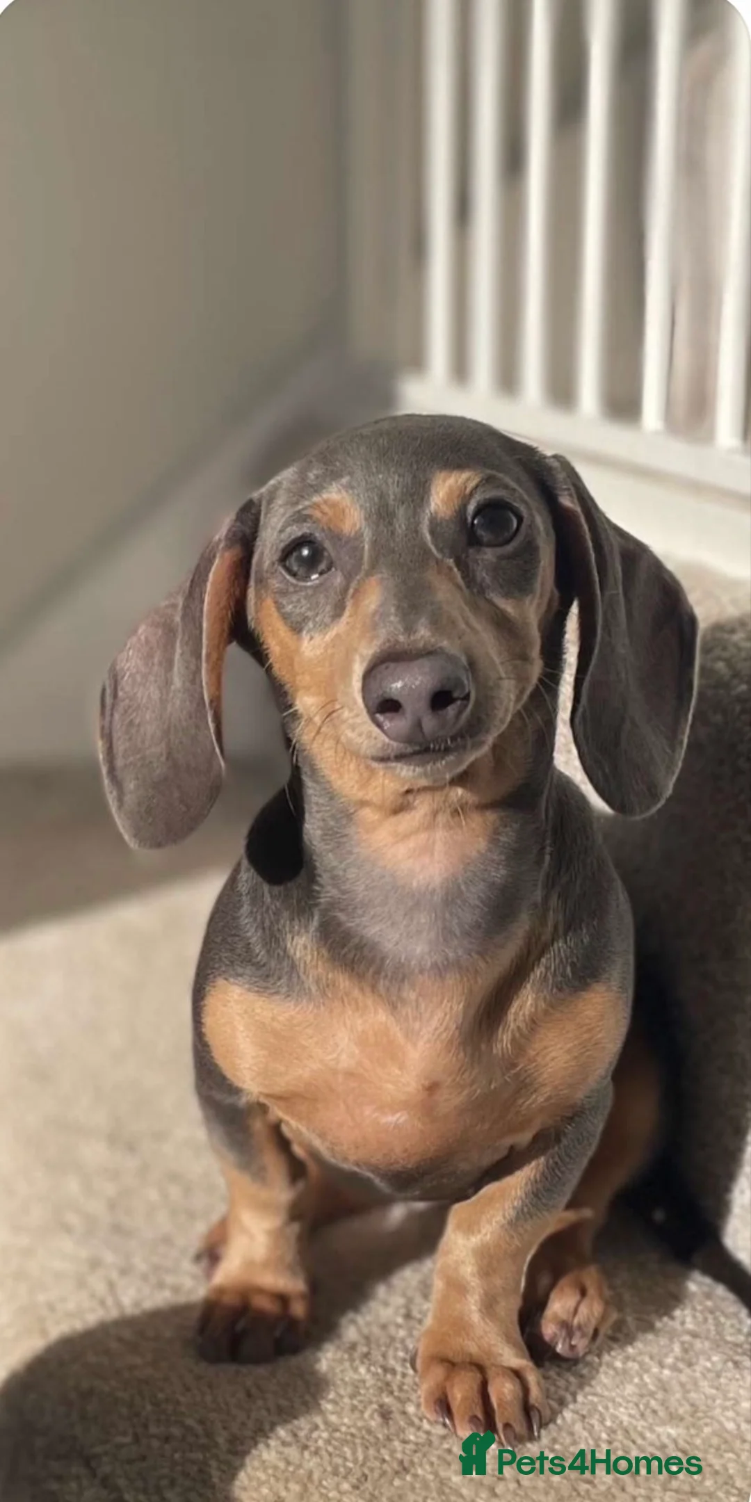 Miniature Dachshund dogs for sale: Miniature smooth haired dachshund - Advert 1