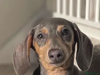 Miniature Dachshund dogs Miniature smooth haired dachshund - Advert 1