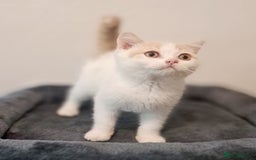 British Shorthair cats for sale: British Shorthair Cream and White Harlequin Male - Image 12