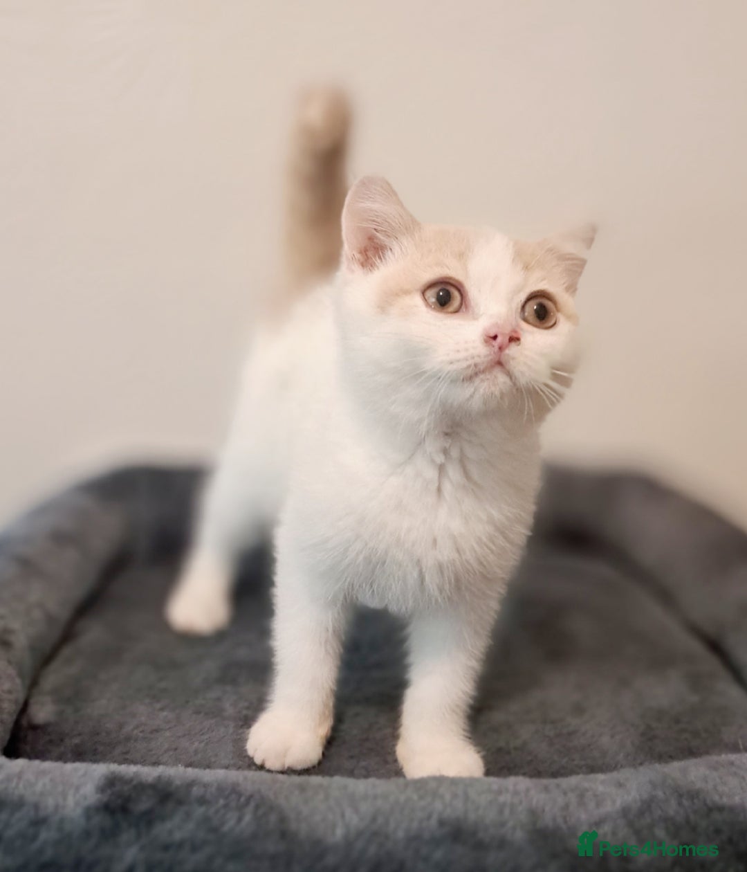 British Shorthair cats for sale: British Shorthair Cream and White Harlequin Male - Image 12