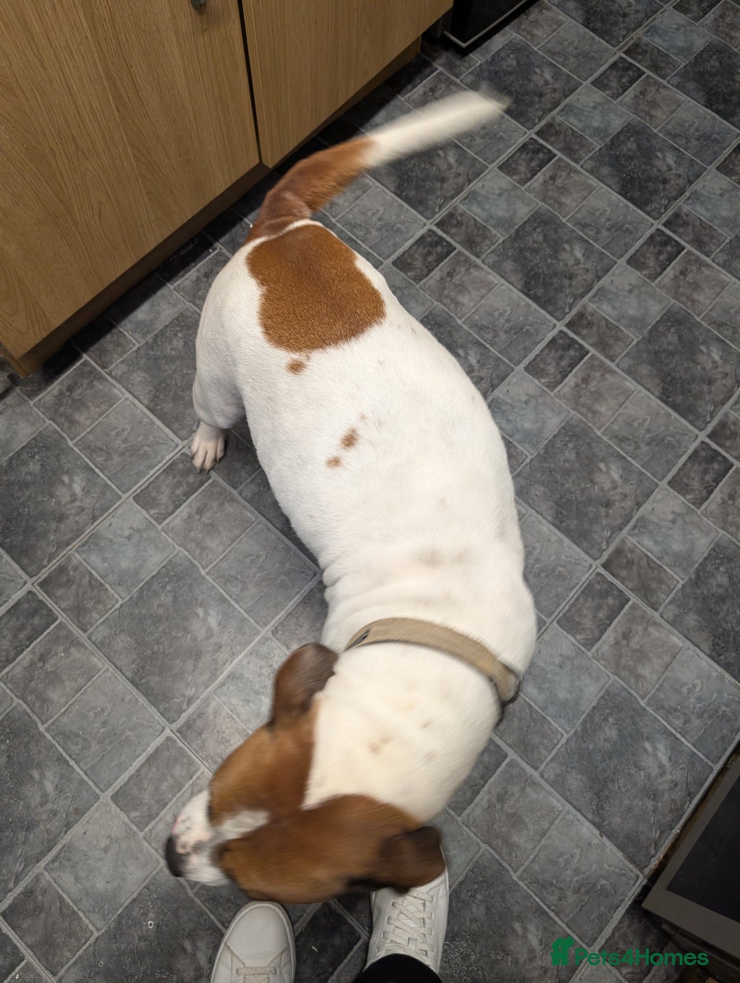 Mixed Breed dogs for sale: Staffy X pups  - Advert 18