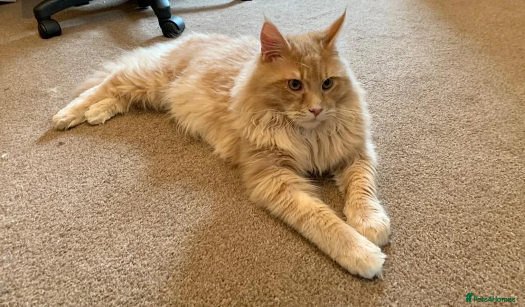 Maine Coon cats for sale: Adult male cream maine coon  - Advert 1