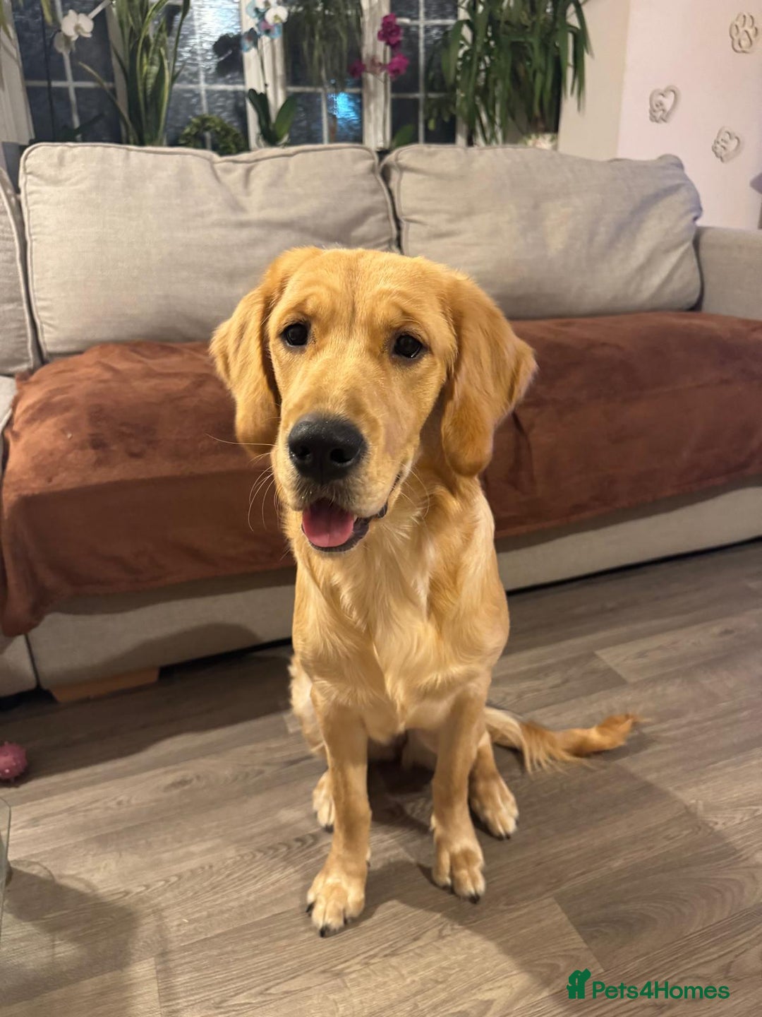 Golden Retriever dogs for sale: 7 months old Golden Retriever - Image 2