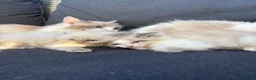 Ragdoll cats for sale: Pure ragdoll kittens  - Advert 4