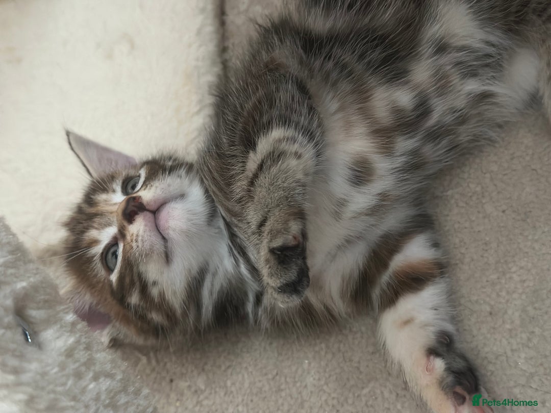 Mixed Breed cats for sale: Beautiful kittens - Image 10