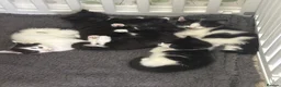 British Shorthair cats for sale: Kittens for sale in Heckmondwike - Advert 2