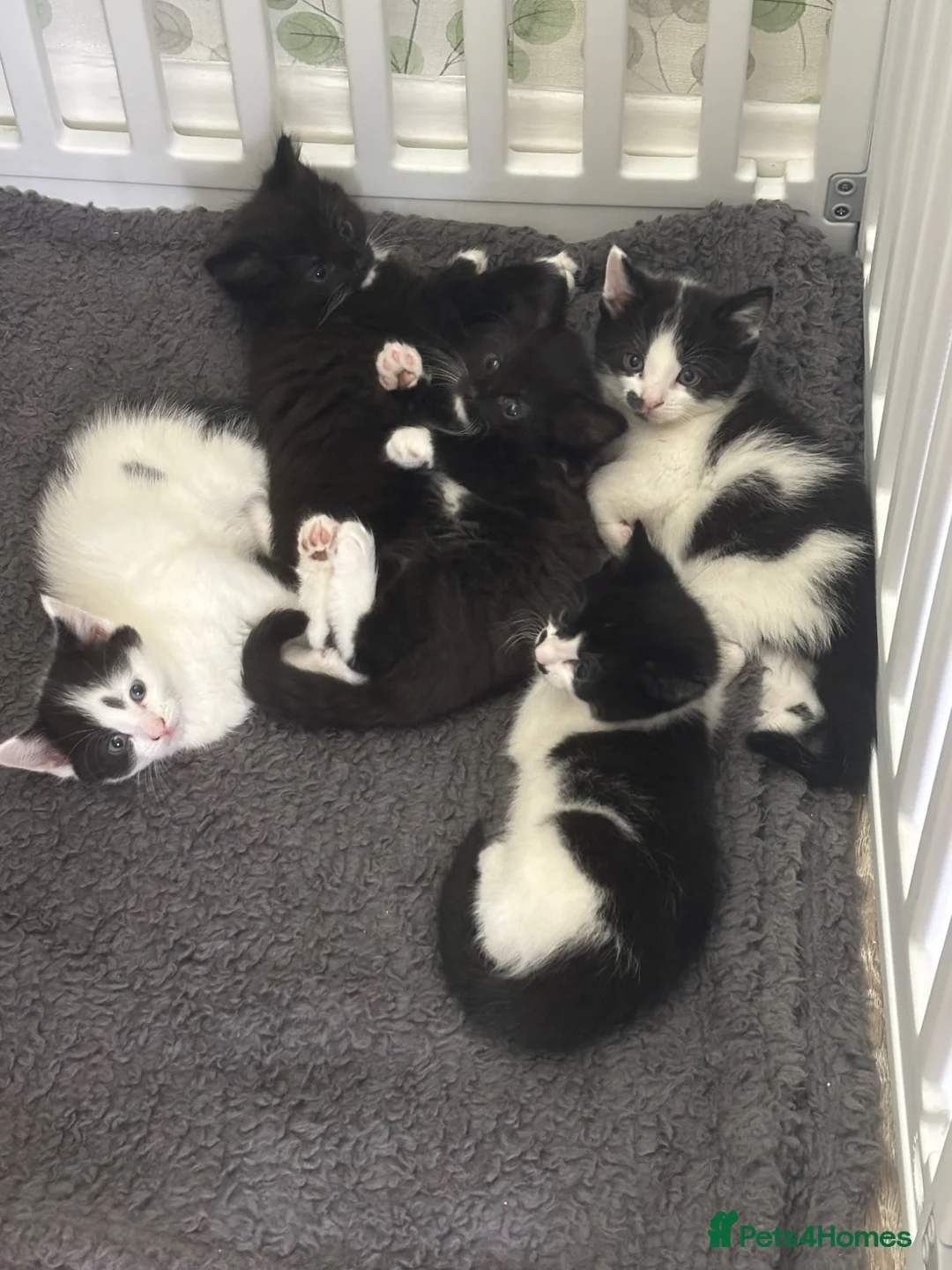 British Shorthair cats for sale: Kittens for sale in Heckmondwike - Advert 2