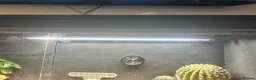 Bearded Dragon reptiles for sale: Male bearded dragon and full setup  - Advert 4