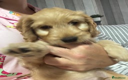 Cockapoo dogs for sale: F1 miniature cockerpoos  in Stoke-on-Trent - Image 10