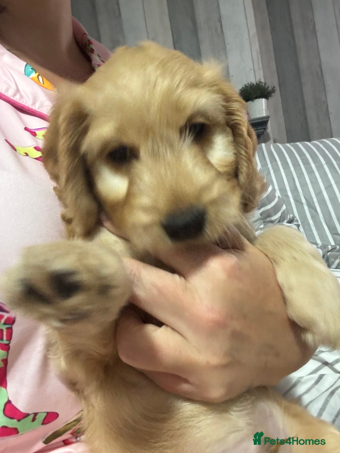 Cockapoo dogs for sale: F1 miniature cockerpoos  in Stoke-on-Trent - Image 10
