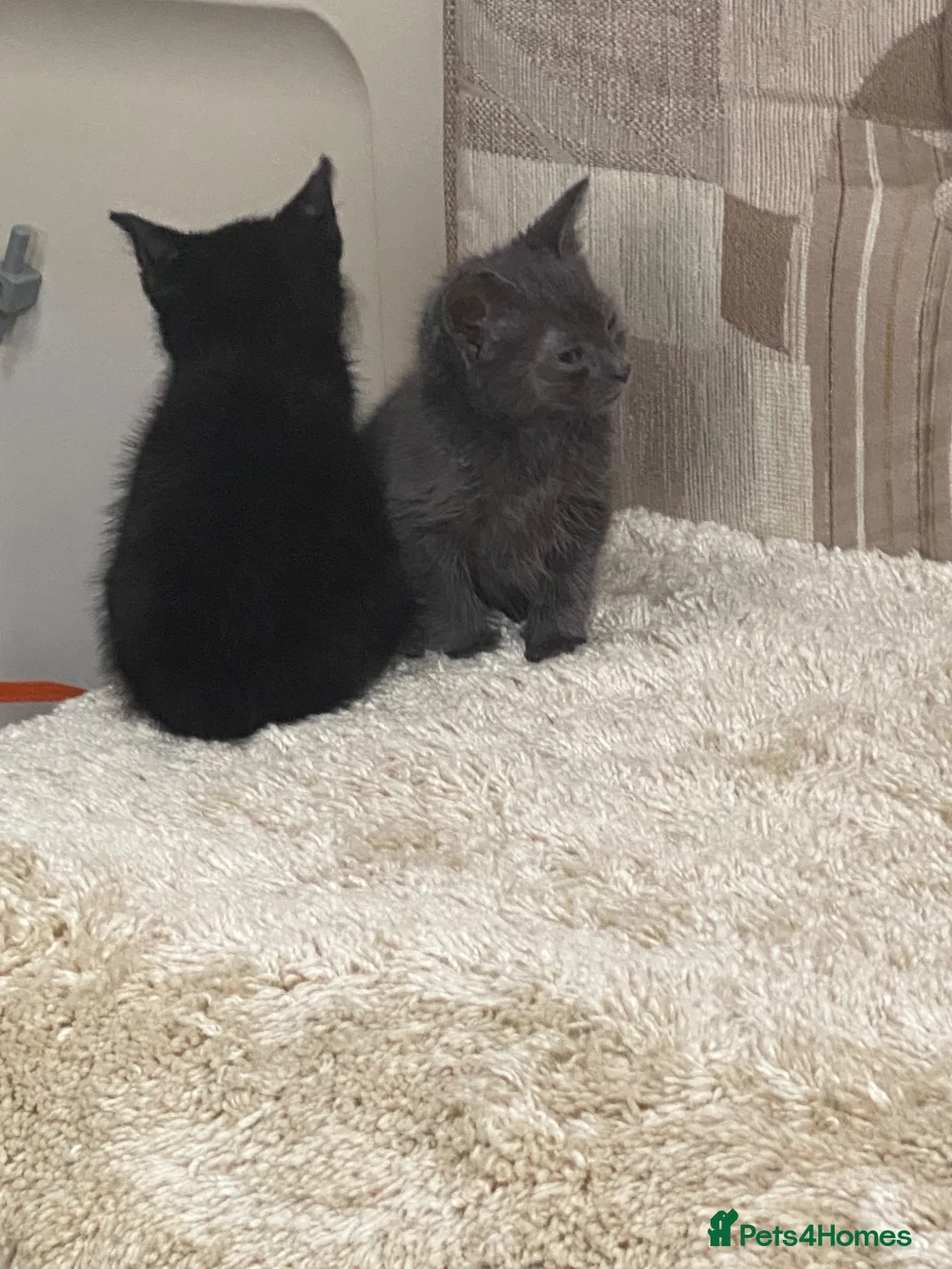 British Shorthair cats for sale: Kittens for. Sale  in Ashbourne - Advert 9