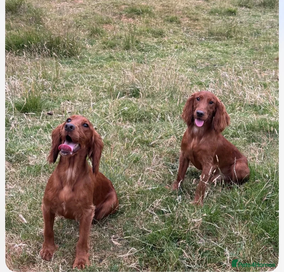 Cocker Spaniel dogs for sale: Dark red cocker pups - Advert 8