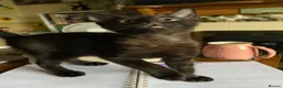 Mixed Breed cats for sale: Last little black boy  - Advert 4