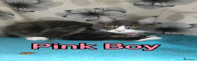 Pink Boy 