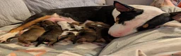 English Bull Terrier dogs for sale: Re advertised due to unforeseen circumstances  in Bishop Auckland - Advert 1