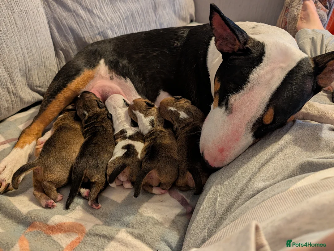 English Bull Terrier dogs for sale: Re advertised due to unforeseen circumstances  in Bishop Auckland - Advert 1