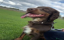 Cocker Spaniel dogs for stud: Buddy  in North Shields - Image 7