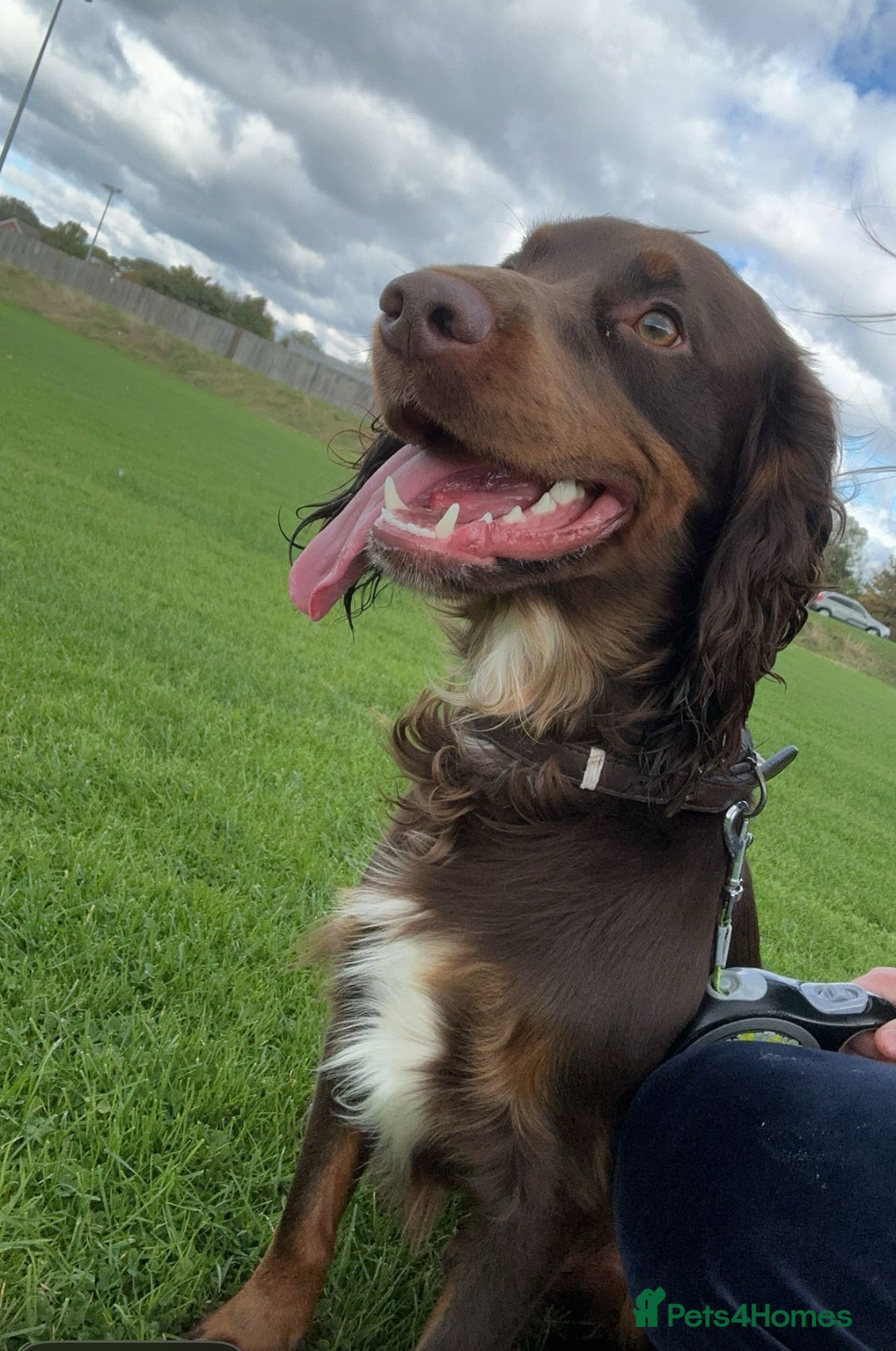 Cocker Spaniel dogs for stud: Buddy  in North Shields - Image 7