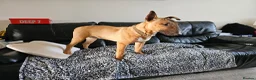 English Bull Terrier dogs for sale: Red and White  , English Bull Terrier  - Advert 3